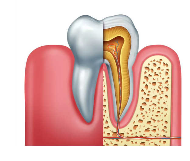 Stock image of tooth